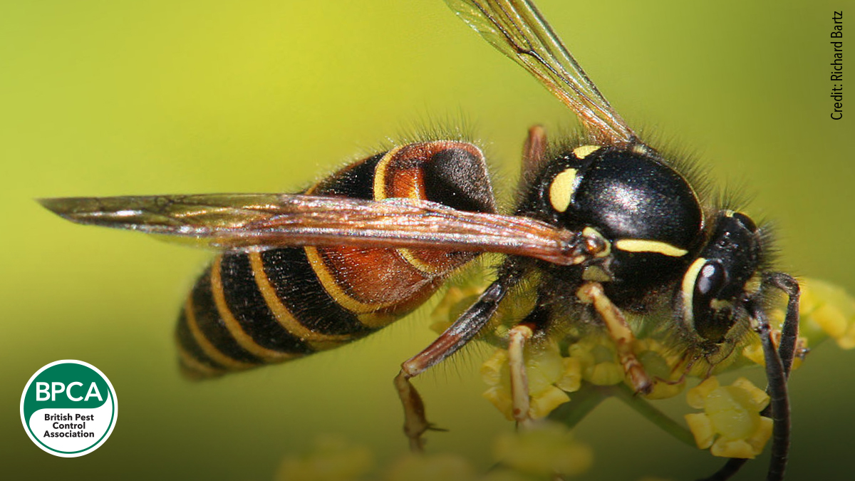 Red wasp Vespula rufa idnetification in the UK Red wasp Vespula rufa idnetification in the UK